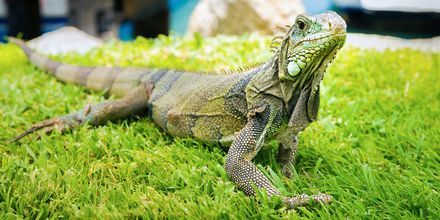 Den grønne iguanen, eller Iguana iguana som den heter lokalt, lever på Aruba og kan bli opp til to meter lange.