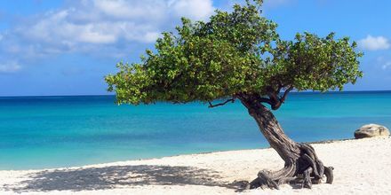 Dividivi-trærne er en signatur for Aruba. Takket være den vestlige vinden er alle planter bøyd i en tjue graders vinkel.