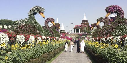 Den botaniske hagen Dubai Miracle Graden