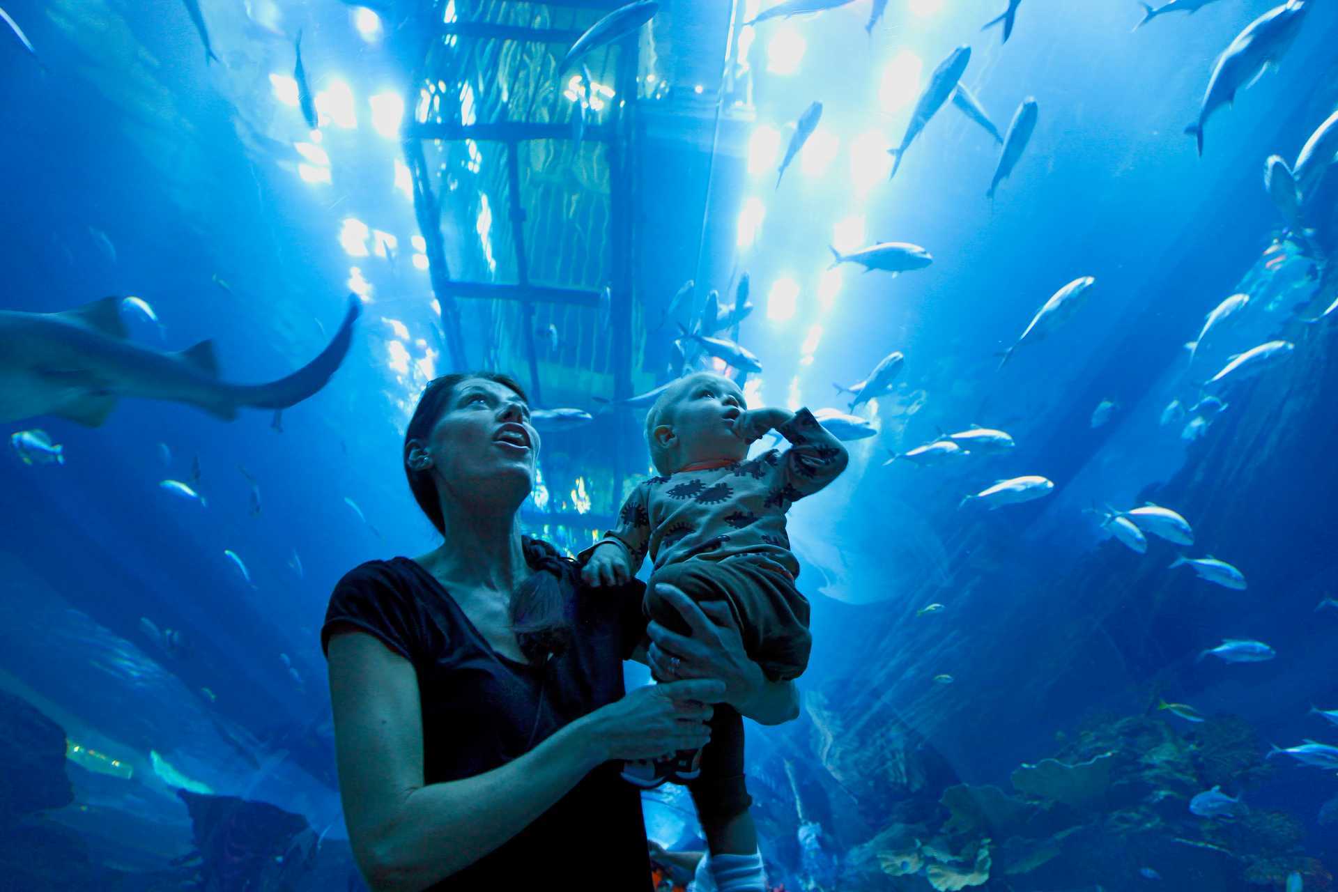 Tunnelen i akvariet i Dubai Mall