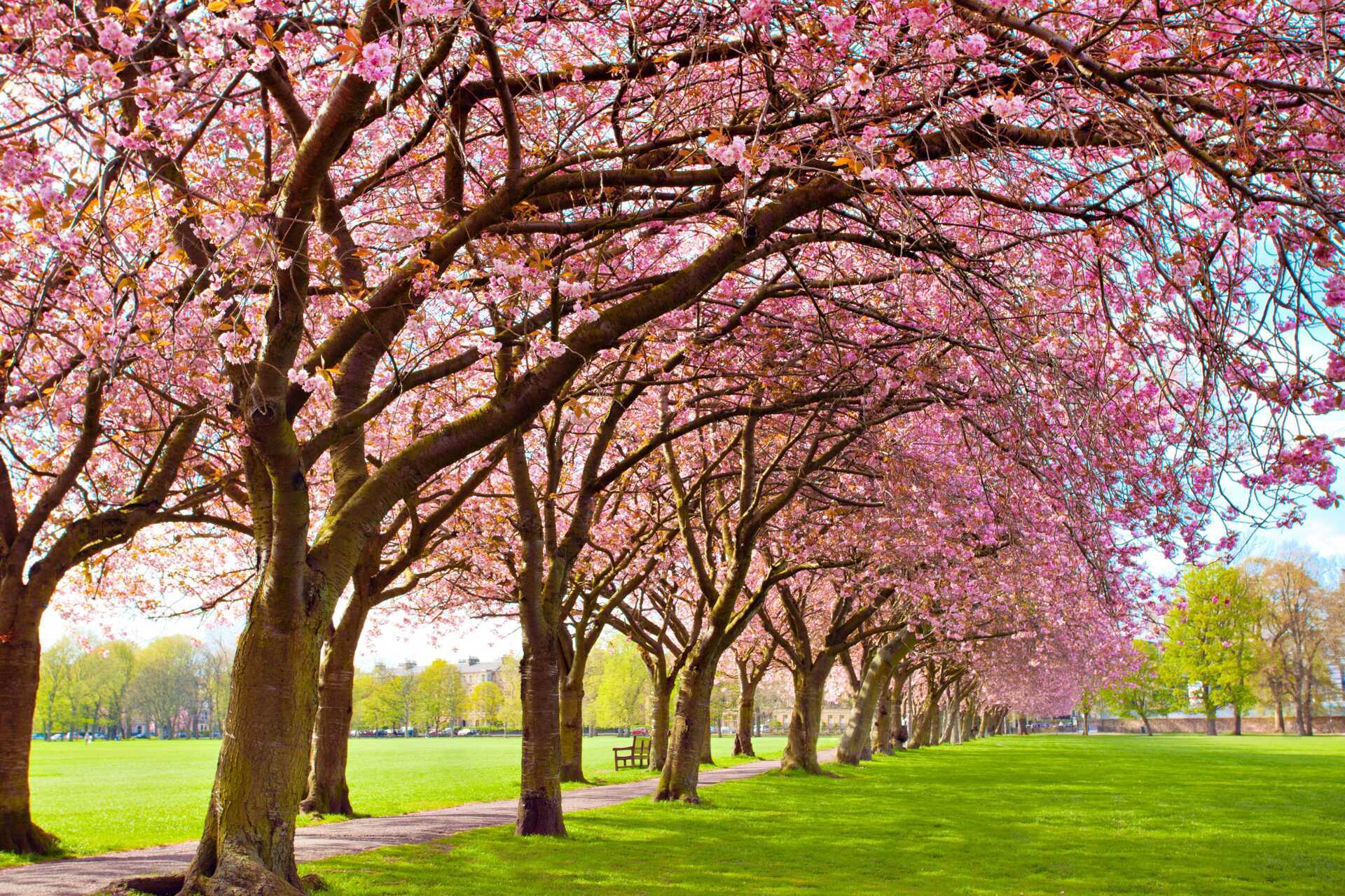 Meadows Park i Edinburgh.