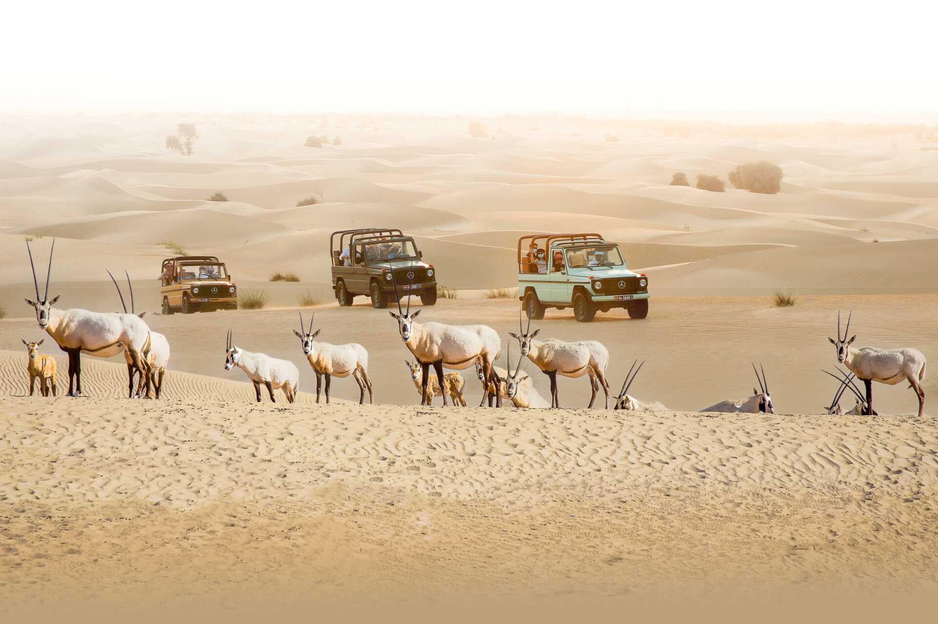 Elegant ørkensafari i G-Class med middag