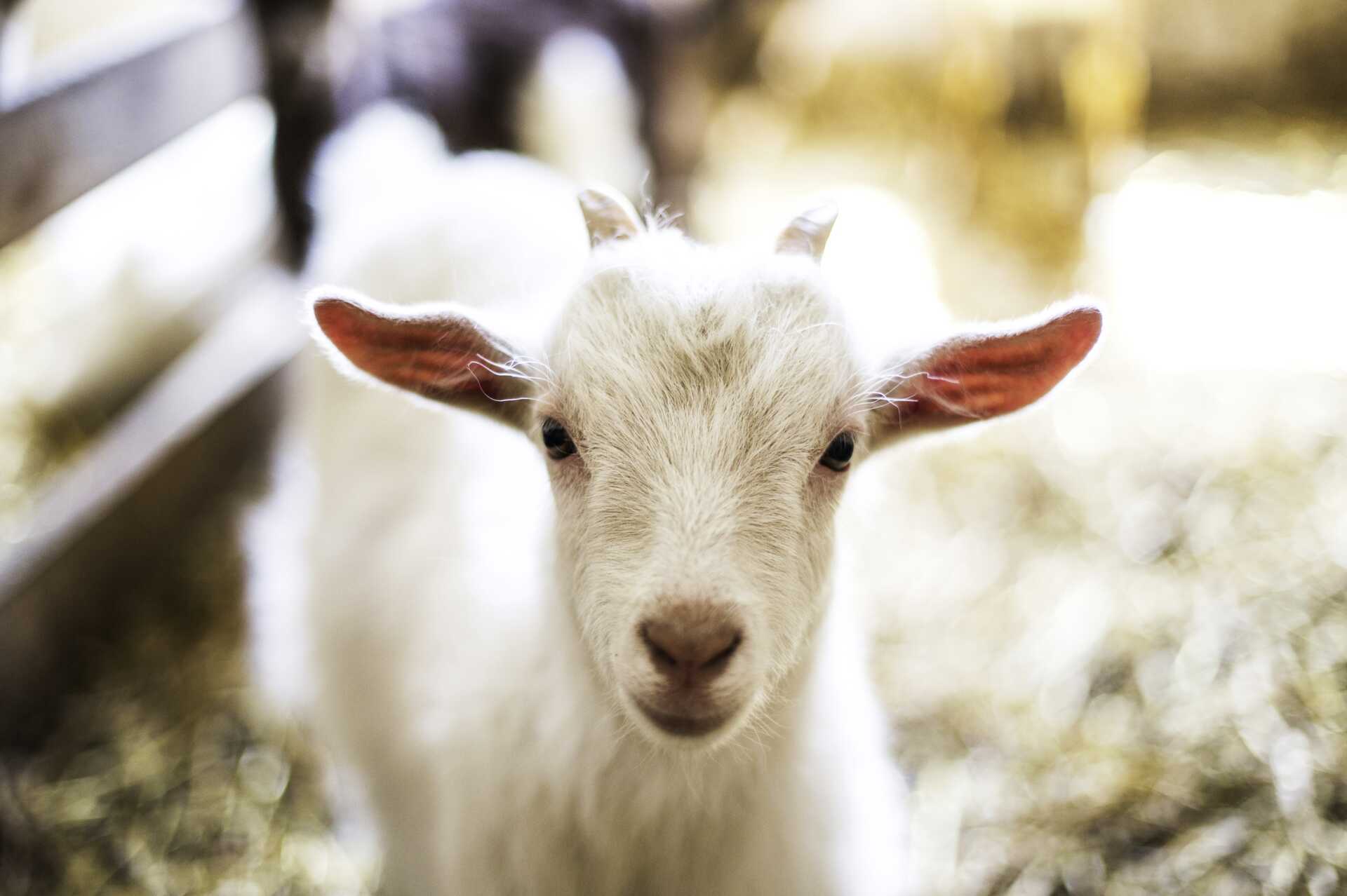 Fottur med geiter - 8 kilometer