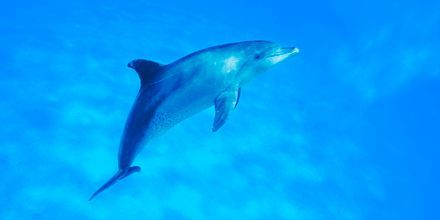 Delfin i Rødehavet