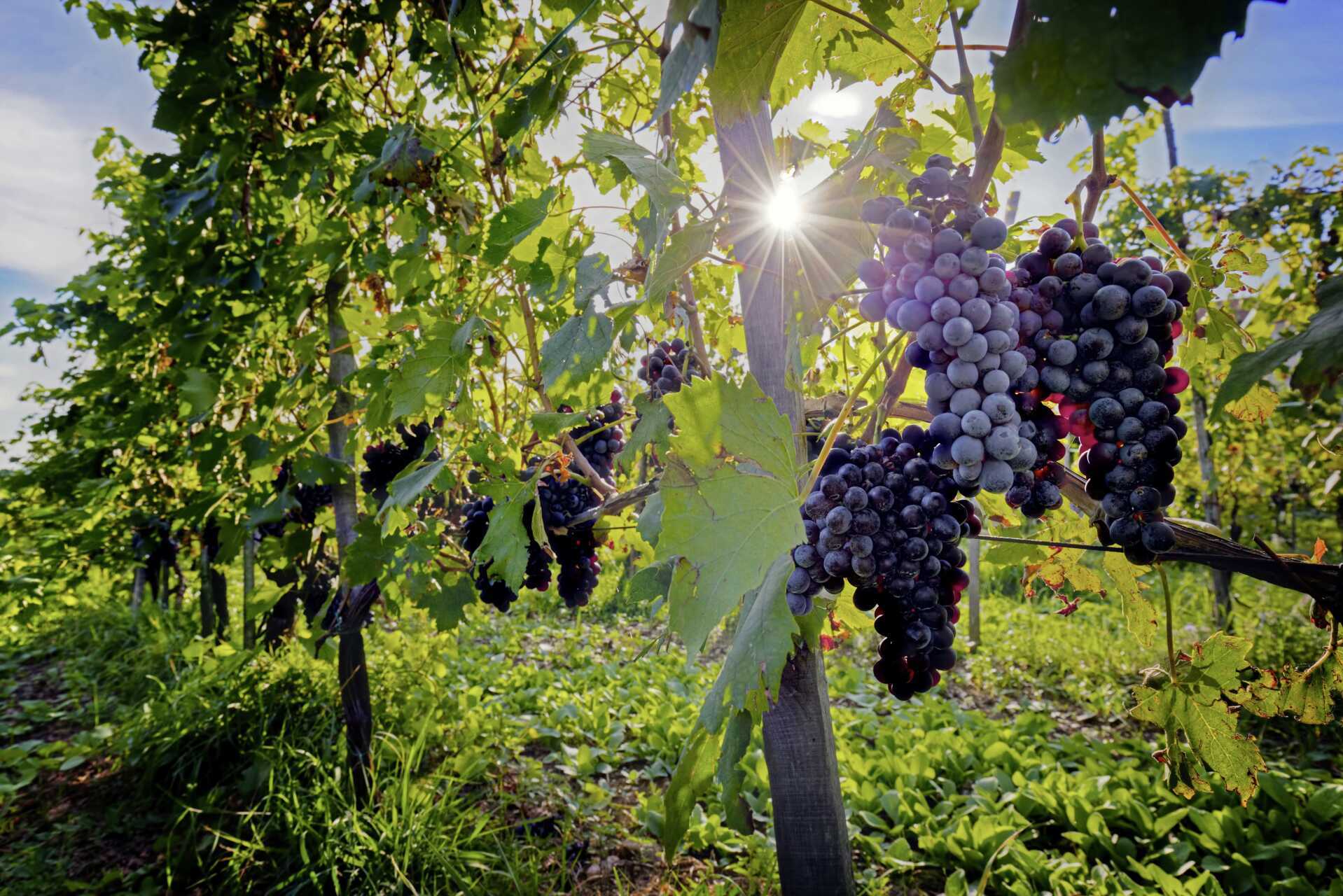 Er du først i Toscana så bør du ikke gå glipp av et besøk på vingård. Her kan du smake på regionens gode viner.