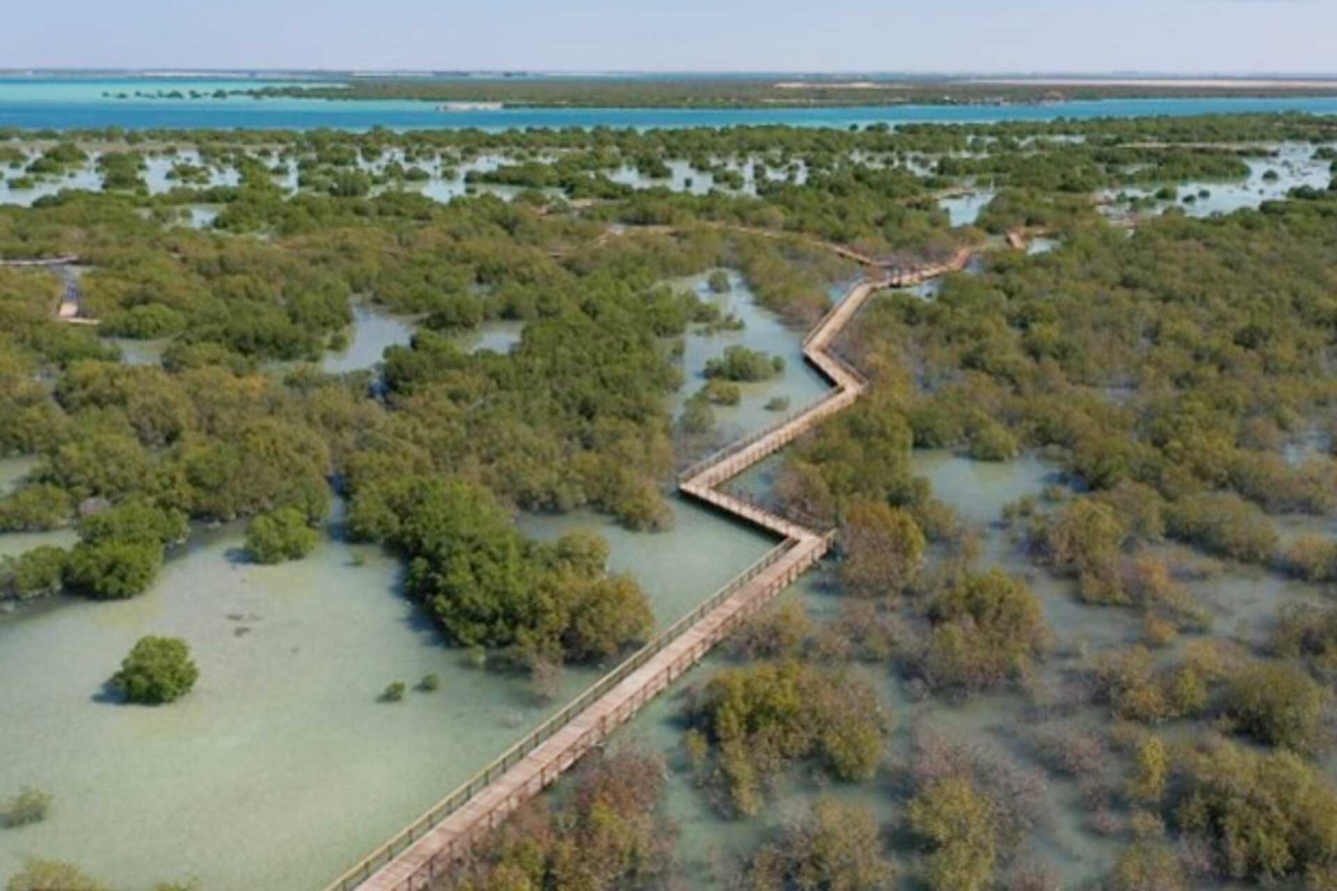 Kajakk i Abu Dhabis mangrove