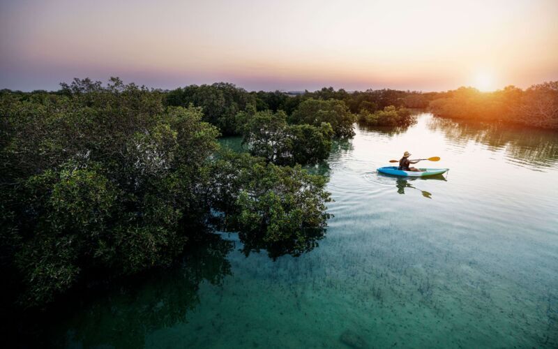 Kajakk i Abu Dhabis mangrove