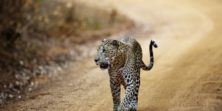 Leopard i Yala National Park
