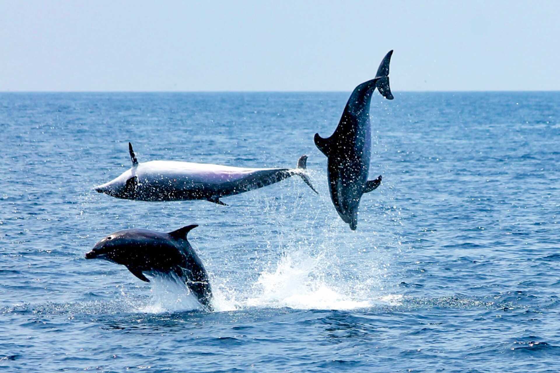 Katamarantur til de mektige klippene i Los Gigantes