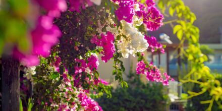 Blomstrende bougainvillea er et vanlig syn på Kreta