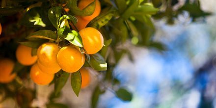 Solmodne appelsiner på Kreta