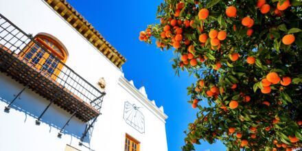 Appelsiner på appelsintorget i Marbella, Spania.