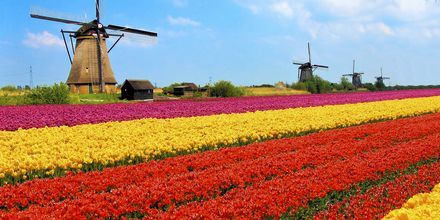 Tulipaner og vindmøller er typiske symbol på Nederland