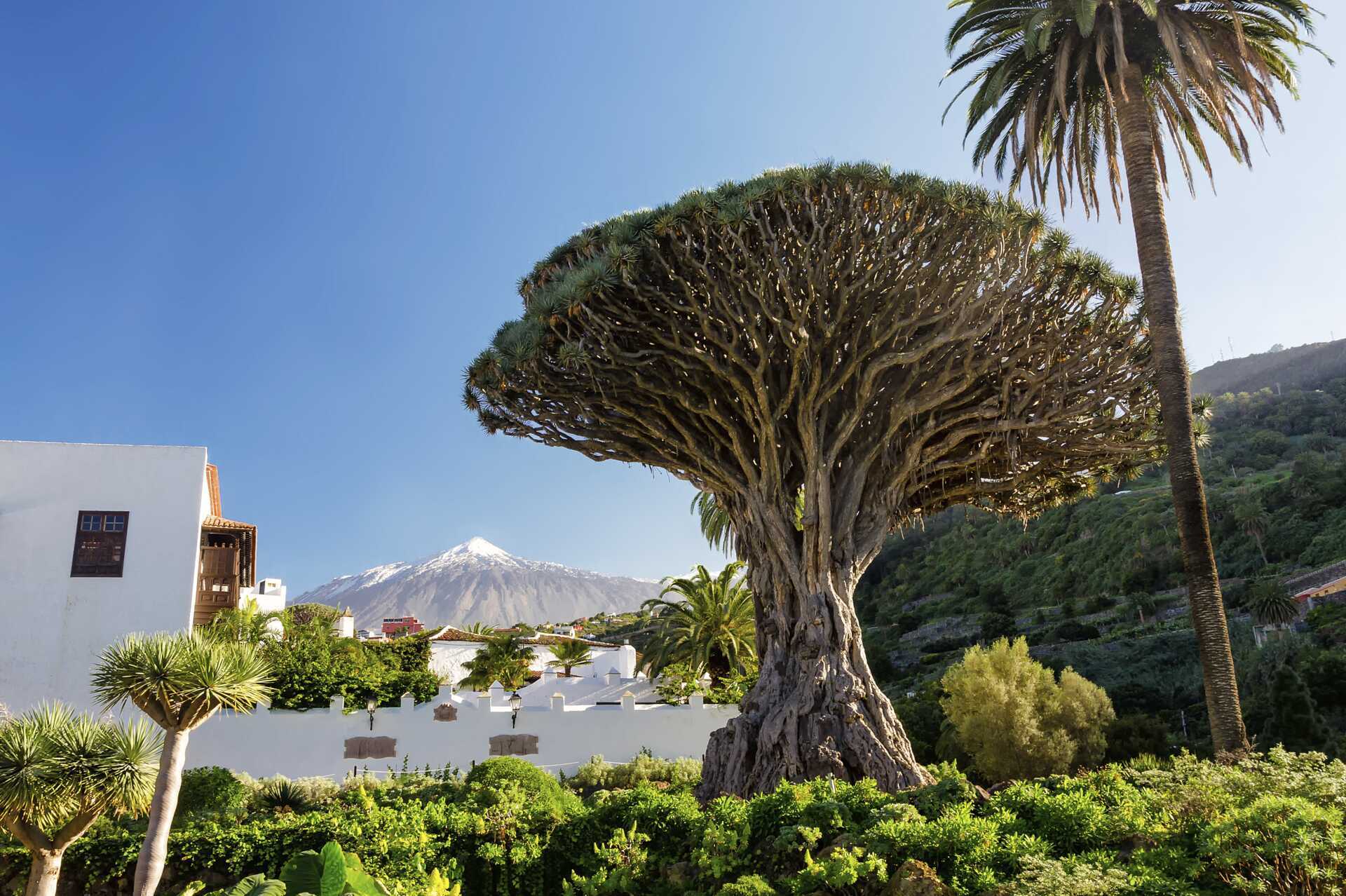 Øytur – det beste av Tenerife