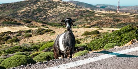 På Kreta er det villgeiter som du kan risikere å møte langs veien