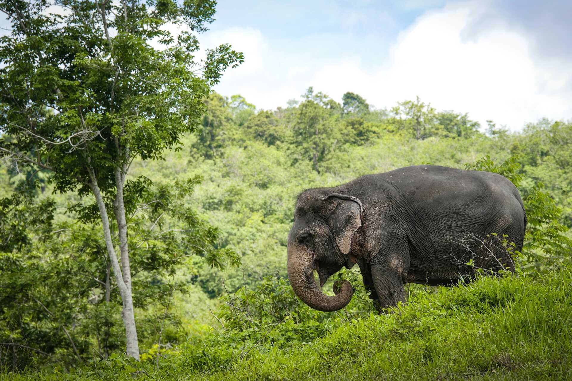 Phuket elefantreservat