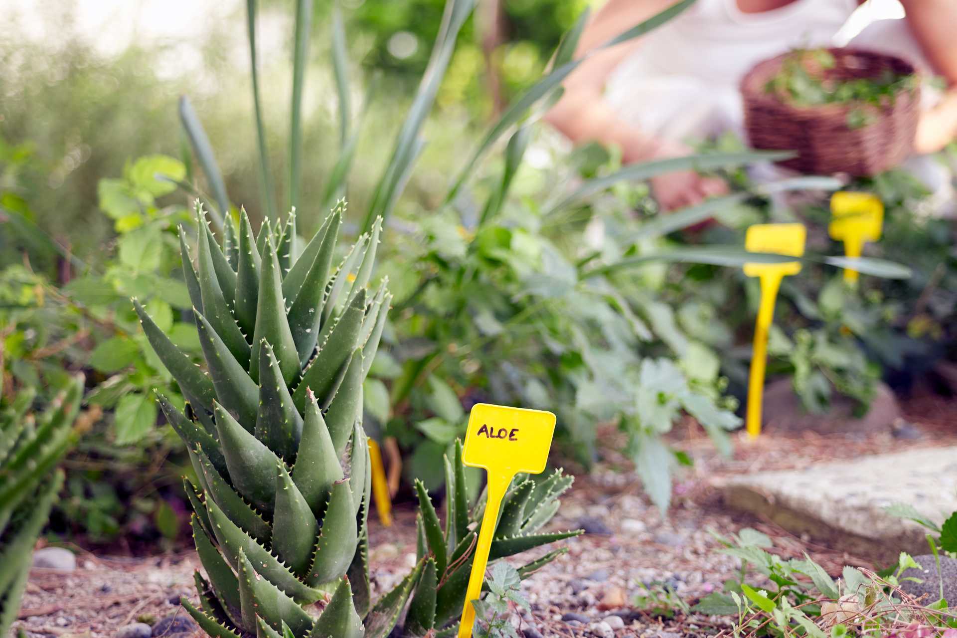 Hage på Santorini Kastelli Resort på Santorini, Hellas.