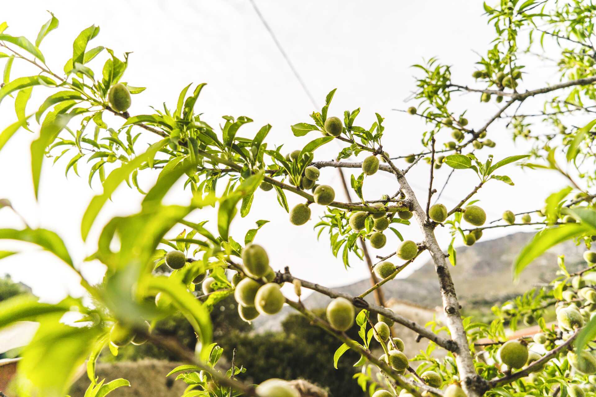 Skål for Kreta – Chania by, vin og olivenolje