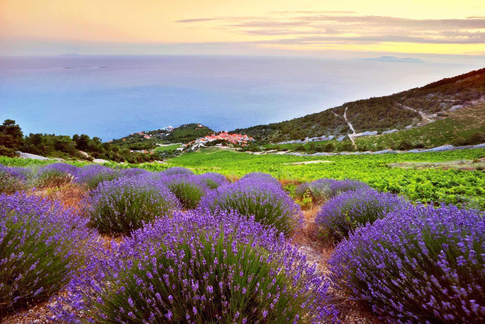 Hvar er kjent som lavendeløya.