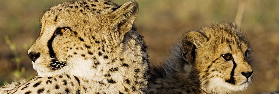 Sør-Afrika – Leoparden, verdens raskeste dyr
