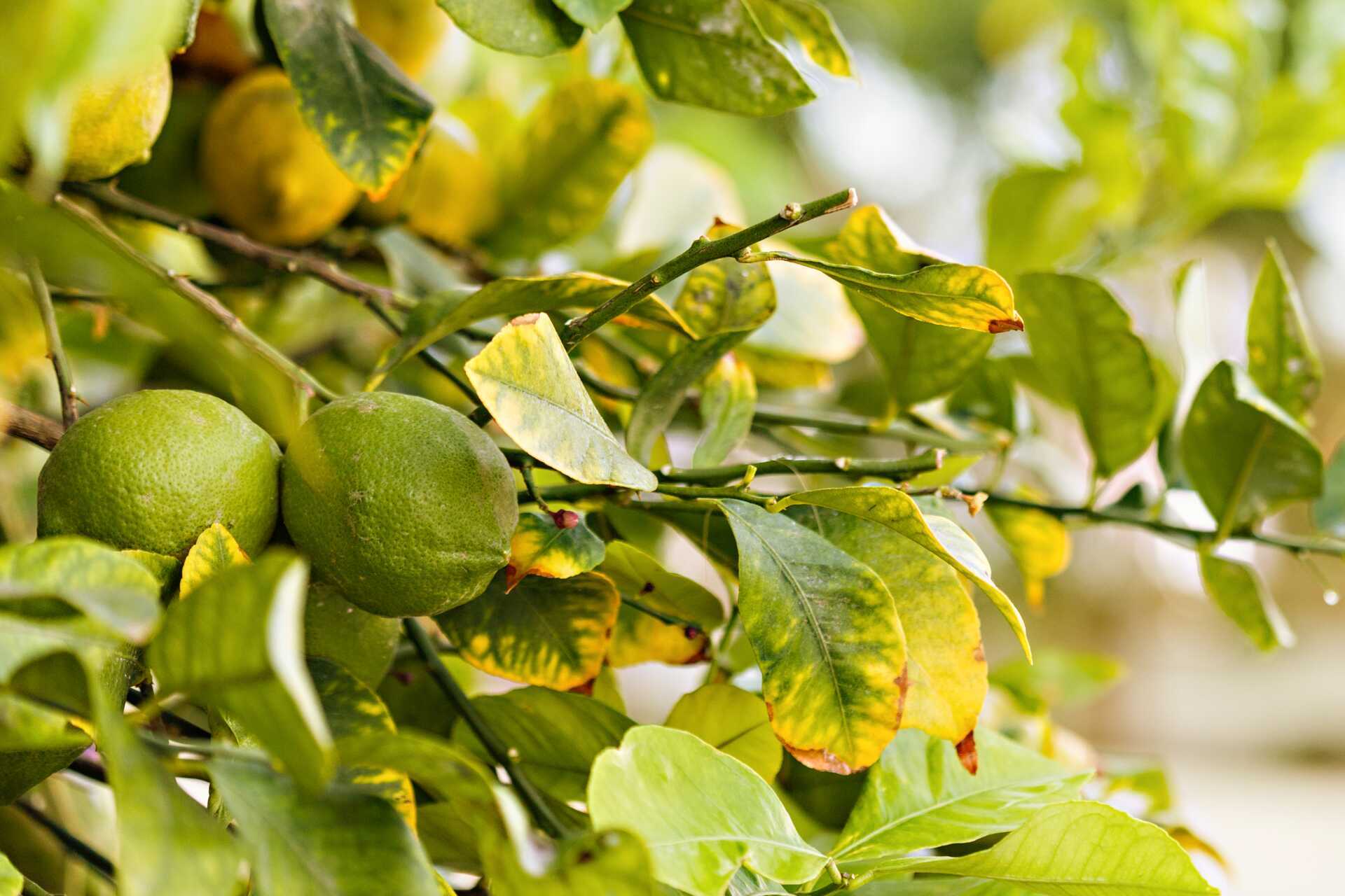 Hagen på Sunsuites Carolina på Gran Canaria, Kanariøyene.