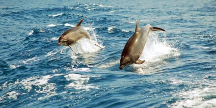 Delfinene holder til i Atlanterhavet