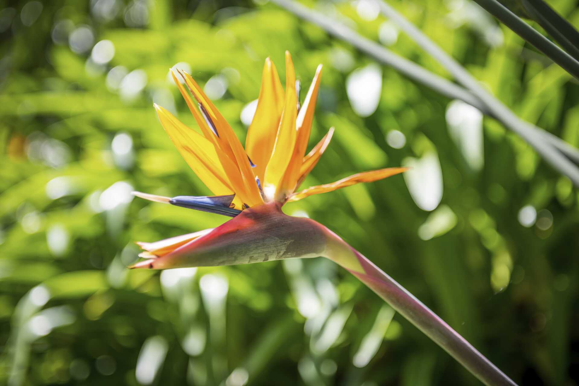 Det deilige klimaet er perfekt for fargerike blomster