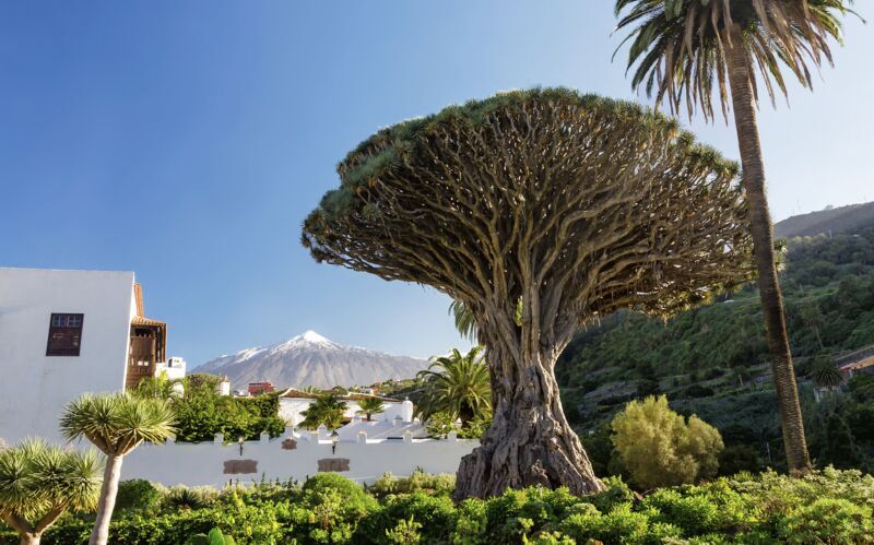 Øytur – det beste av Tenerife