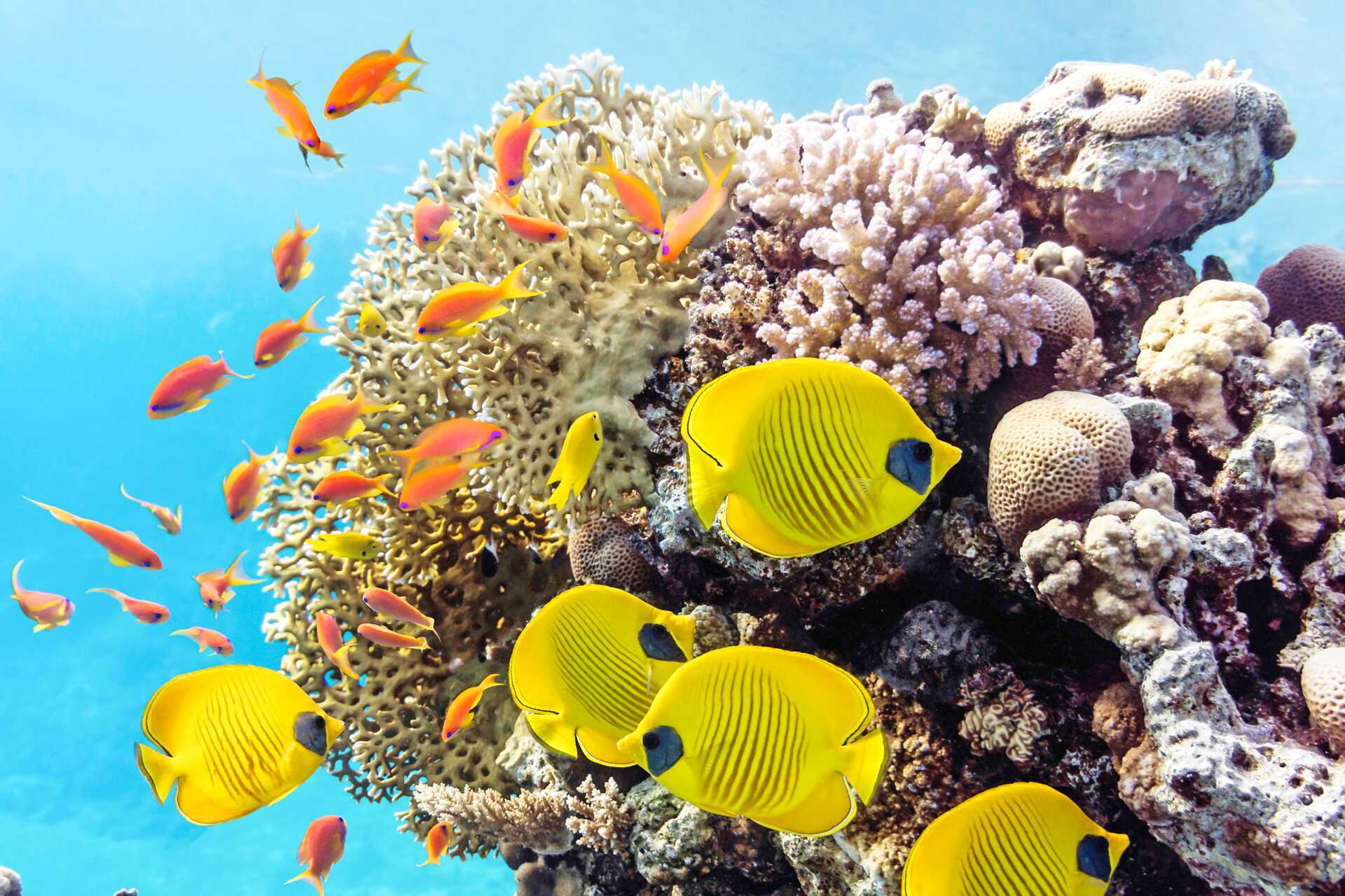 Under Rødehavets overflate venter en fargerik verden som venter på å bli oppdaget!