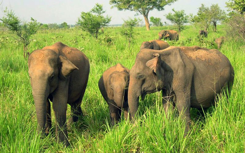 Udawalawe nasjonalpark