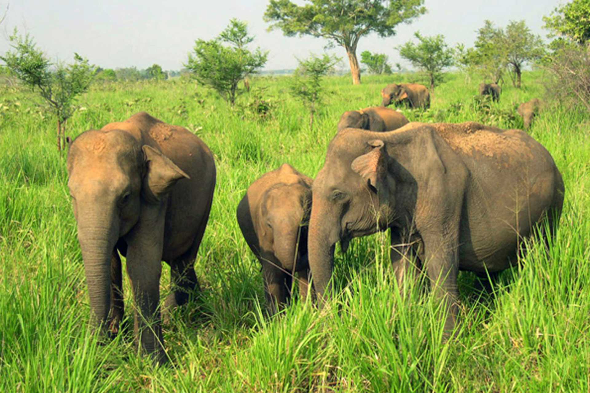 Udawalawe nasjonalpark