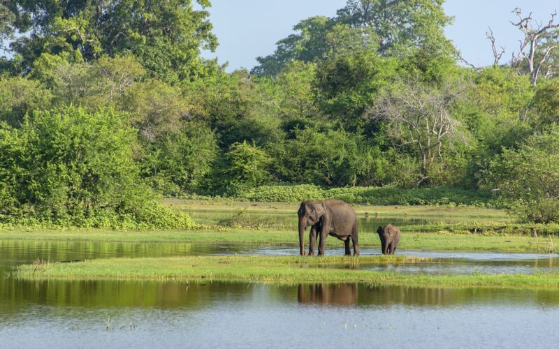 Utflukt til leopardterritoriet - Yala National Park