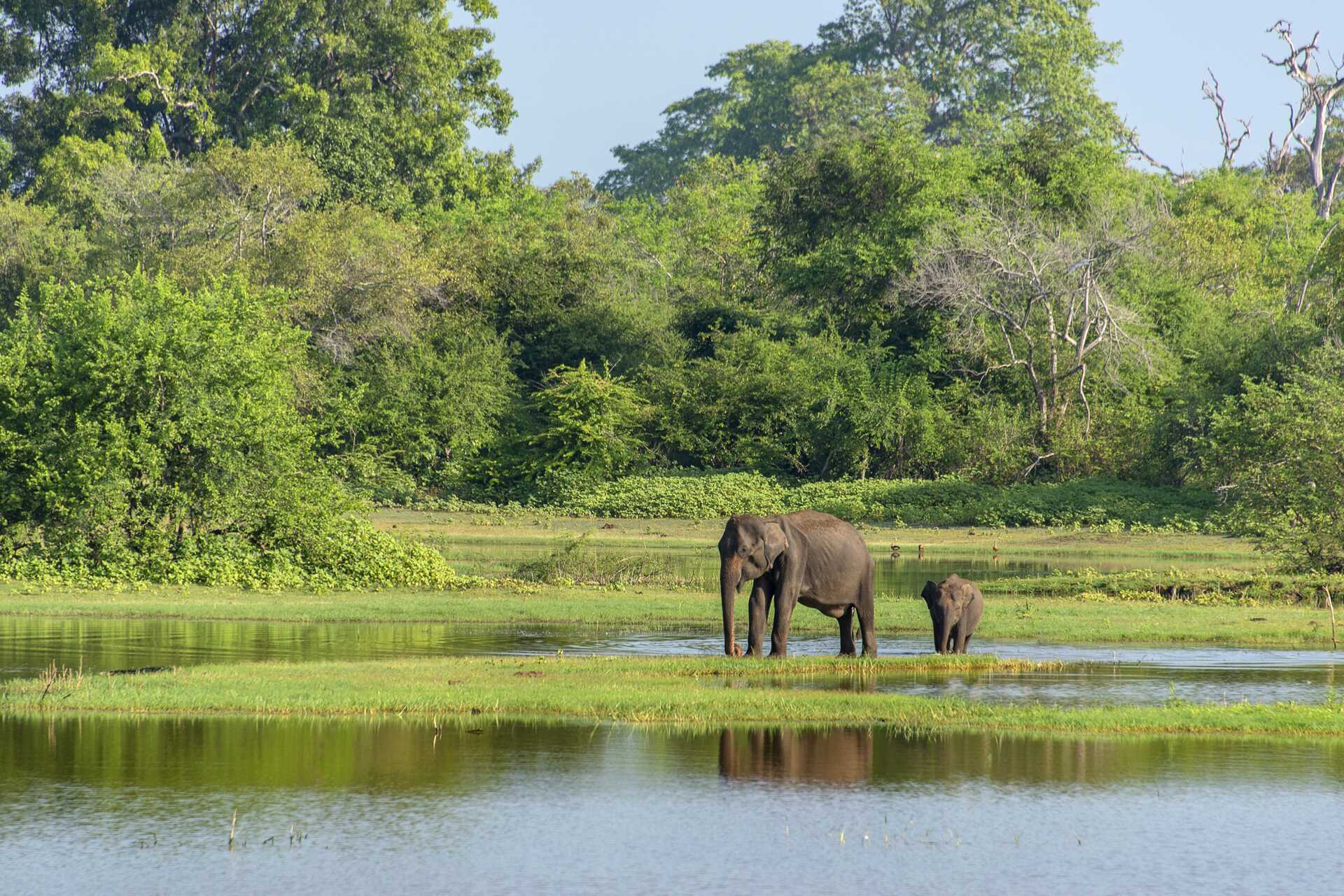 Utflukt til leopardterritoriet - Yala National Park