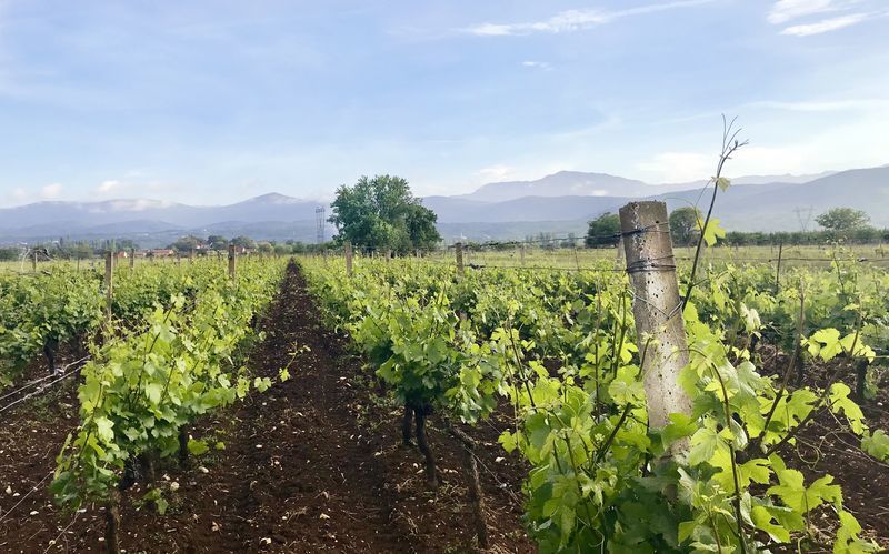Vinsmaking og Dalmatias sjarm