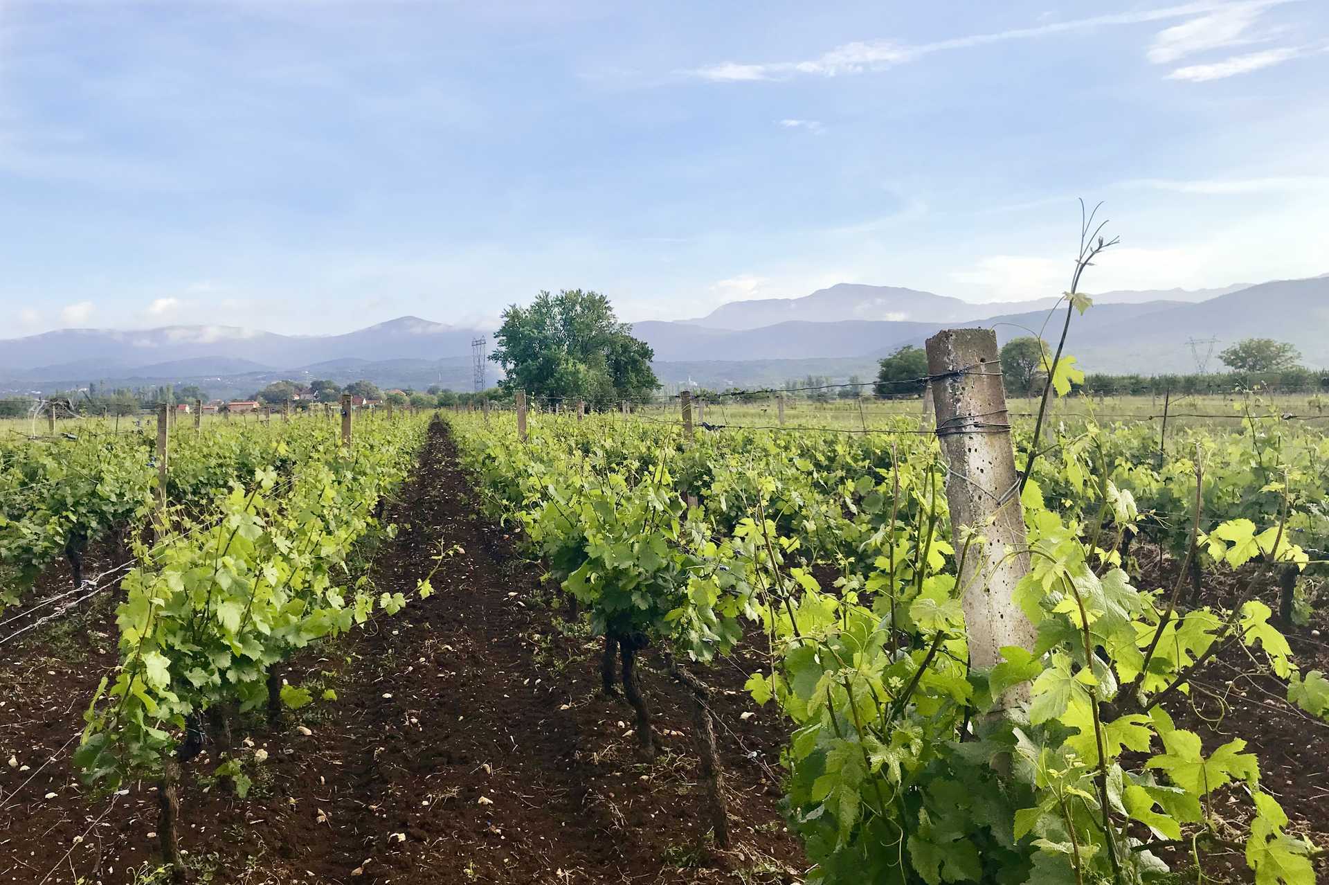 Vinsmaking og Dalmatias sjarm