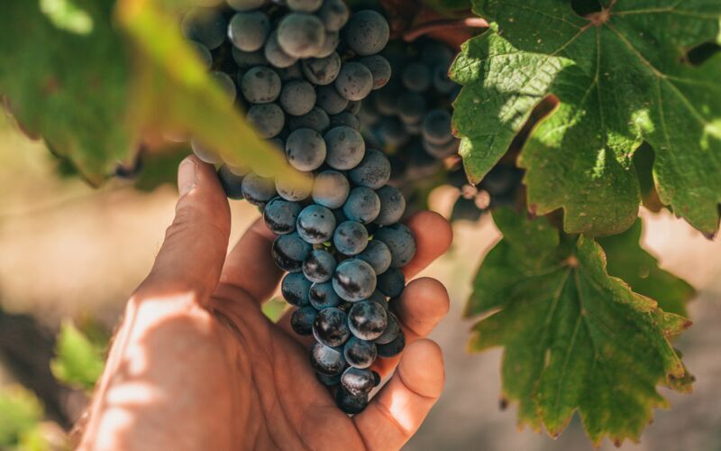 Vinsmaking og Dalmatias sjarm