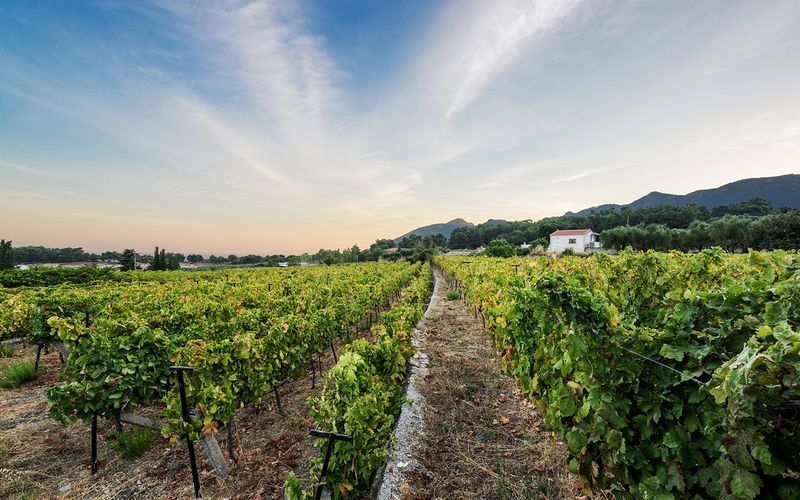 Vinsmaking Vakakis