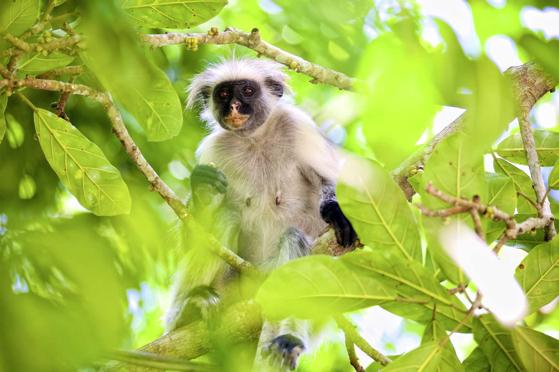 Rød colobusape på Zanzibar i Tanzania, Afrika.